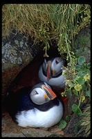 : Fratercula arctica; Atlantic Puffin