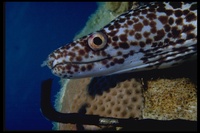 : Gymnothorax moringa; Spotted Moray Eel