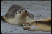 : Neophoca cinerea; Australian Sea Lion