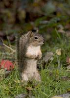 : Sciurus sp.; Tree Squirrels