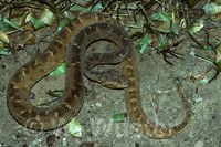 : Bothrops neuwiedi bolivianus = bothrops mattogrossensis