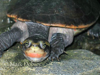 : Emydura australis; Australian Big-headed Side-necked Turtle