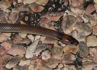 : Furina ornata; Orange-naped Snake