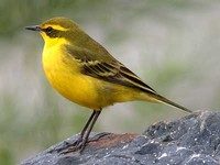 긴발톱할미새 Motacilla flava taivana | yellow wagtail