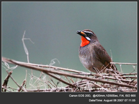 Luscinia calliope Siberian Rubythroat 紅喉歌鴝 077-065