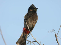 Red-vented Bulbul