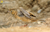 Fig. 5. Richard's Pipit : 큰밭종다리