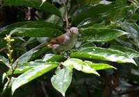 ムジチメドリ Brown Fulvetta Alcippe brunneicauda