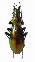 Carabus splendens