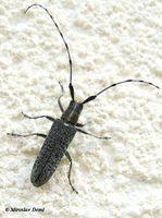 Agapanthia villosoviridescens - Golden-bloomed Grey Longhorn