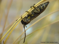 Phytoecia scutellata