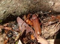 Arhopalus rusticus rusticus