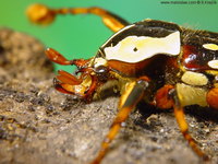 Cheirolasia burkei