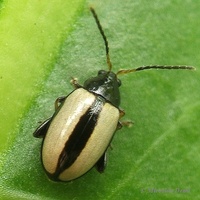 Phyllotreta armoraciae - Horseradish flea beetle