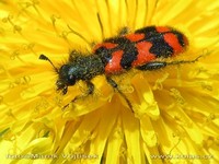 Trichodes alvearius