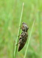 Agrypnus murinus