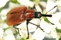 Stenorhynchites caeruleocephalus