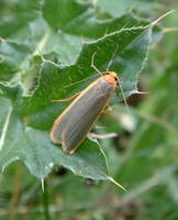 Eilema complana - Scarce Footman