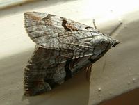 Aplocera praeformata - Purple Treble-bar