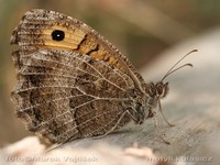 Arethusana arethusa - False Grayling