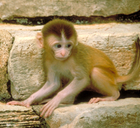 Rhesus macaque (Macaca mulatta)