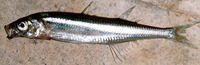 ...Image of Atherina presbyter, Sand smelt, Retallada, Almindelig stribefisk, Stribefisk, Schrapper