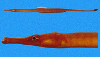 Syngnathus auliscus, Barred pipefish: