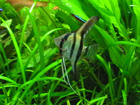 Pterophyllum scalare, Freshwater angelfish: fisheries, aquarium