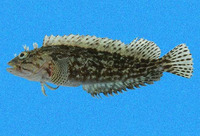 Labrisomus multiporosus, Porehead blenny: