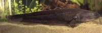 Apteronotus bonapartii, : aquarium