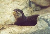 Image of: Aonyx cinerea (Oriental small-clawed otter)