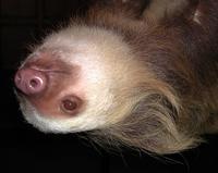 Image of: Choloepus hoffmanni (Hoffmann's two-toed sloth)