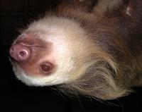 Image of: Choloepus hoffmanni (Hoffmann's two-toed sloth)