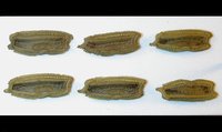 Ramulus nematodes
