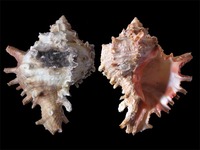 Hexaplex duplex