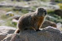 Image of: Marmota flaviventris (yellow-bellied marmot)