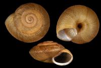 Canariella multigranosa