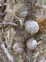 Cernuella virgata - Maritime Gardensnail