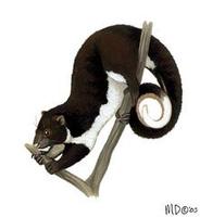 Image of: Pseudochirulus herbertensis (Herbert River ringtail)
