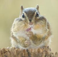 Image of: Tamias striatus (eastern chipmunk)