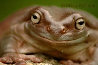 Litoria caerulea - White's Tree Frog