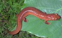 Image of: Gyrinophilus porphyriticus (spring salamander)