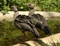 Chauna torquata - Southern Screamer