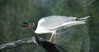 Larus philadelphia - Bonaparte's Gull