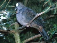 Henicophaps albifrons - New Guinea Bronzewing