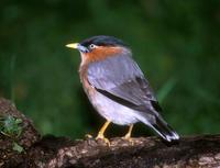 Temenuchus pagodarum - Brahminy Starling