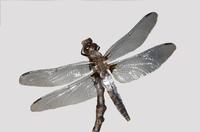 Image of: Libellula julia