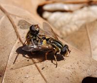 Image of: Syrphidae (flower flies and syrphid flies)