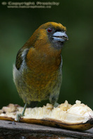 Semnornis frantzii - Prong-billed Barbet