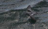 Oceanodroma furcata - Fork-tailed Storm-Petrel